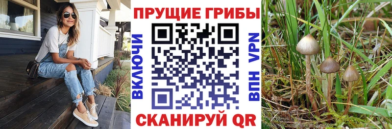 ссылка на мегу как зайти где найти наркотики Давлеканово Галлюциногенные грибы мицелий